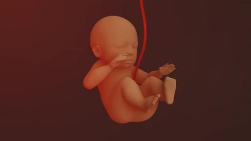 Videohive - Human Fetus - 38188862 - 38188862