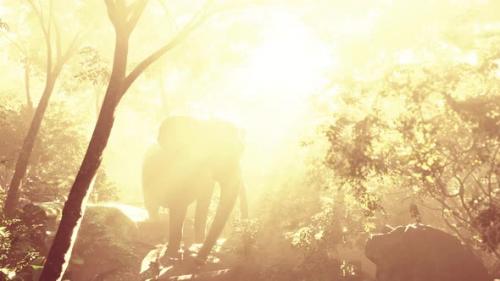 Videohive - Slow Motion View of Elephant in Sun Light - 38190797 - 38190797