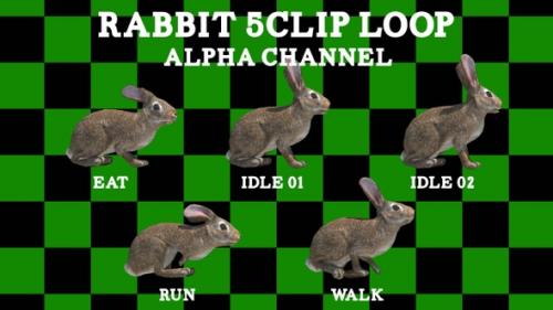 Videohive - Rabbit 5Clip Loop - 38261821 - 38261821