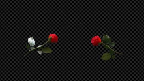 Videohive - Lovely Two Red Rose Kissing And Falling with Shattered Petal - 38286387 - 38286387