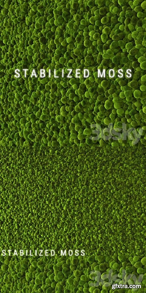 Stabilized Moss 2