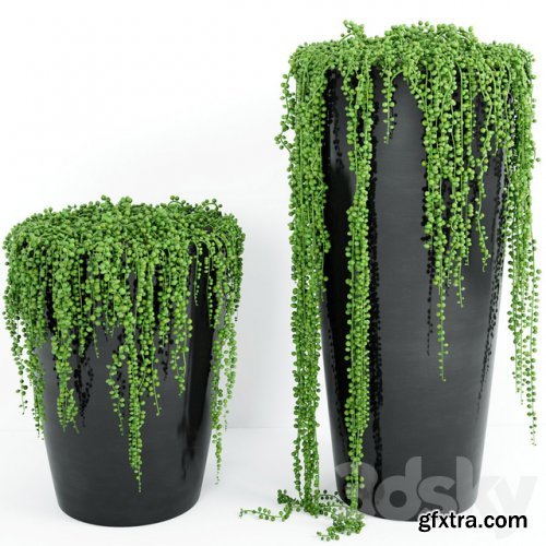 String Of Pearls Plant 4