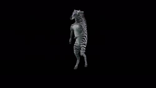 Videohive - 43 Zebra Dancing 4K - 38357518 - 38357518