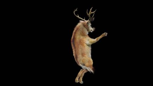 Videohive - 45 Deer Dancing HD - 38287041 - 38287041