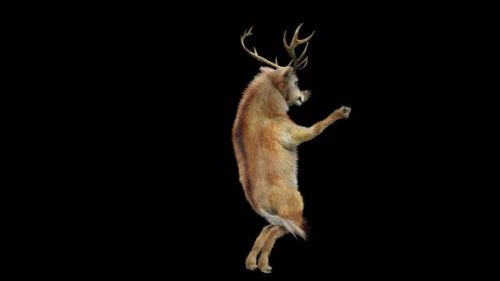 Videohive - 45 Deer Dancing 4K - 38287042 - 38287042