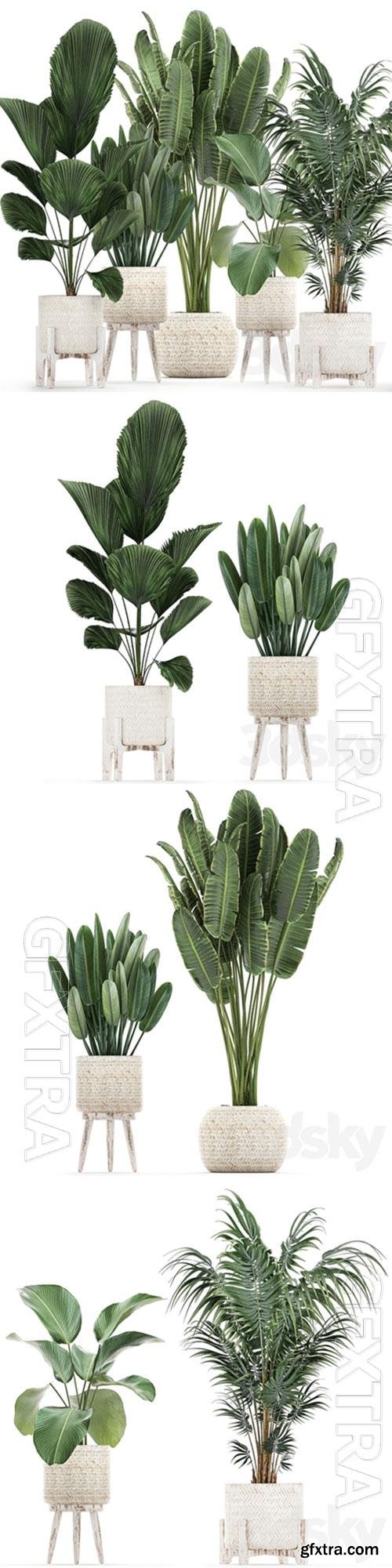 Plant collection 713. White basket, rattan, flowerpot, Banana, palm, howea