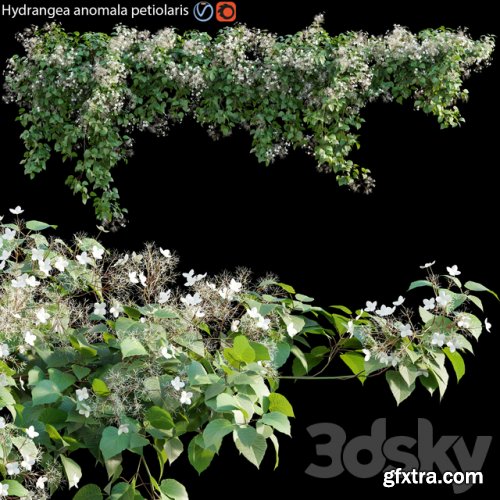 Hydrangea anomala petiolaris - Climbing Hydrangea 01