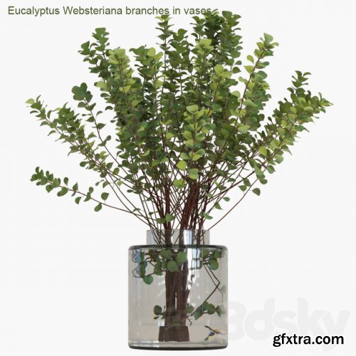 Eucalyptus Websteriana branches in vases # 2