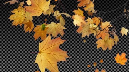 Videohive - Maple Tree Branches and Falling Leaves - Transparent Background - 38485590 - 38485590