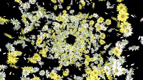 Videohive - Daisy Swirl with Alpha - 38757525 - 38757525