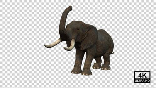 Videohive - Elephant Dousing Angle View - 38758570 - 38758570