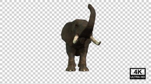 Videohive - Elephant Dousing Front View - 38758575 - 38758575