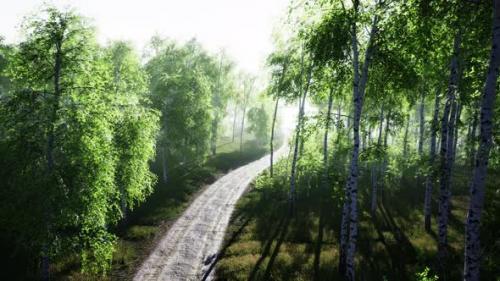 Videohive - Dirty Road Through Summer Forest - 38777363 - 38777363