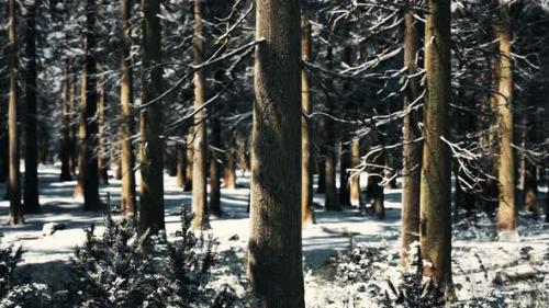 Videohive - Sunset or Sunrise in the Winter Pine Forest Covered with a Snow - 38781618 - 38781618