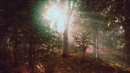 Videohive - Light Shining Down in Nature - 38781993 - 38781993