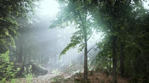 Videohive - Mystical Wood in the Foggy Morning - 38782017 - 38782017