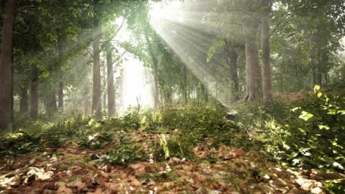 Videohive - Forest Trees Nature Green Wood Sunlight View - 38781981 - 38781981