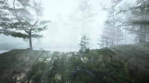 Videohive - Beautiful Morning in the Forest - 38782088 - 38782088