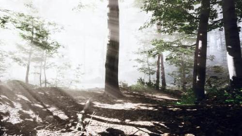 Videohive - Sunrays in a Forest on a Hazy Morning - 38782101 - 38782101