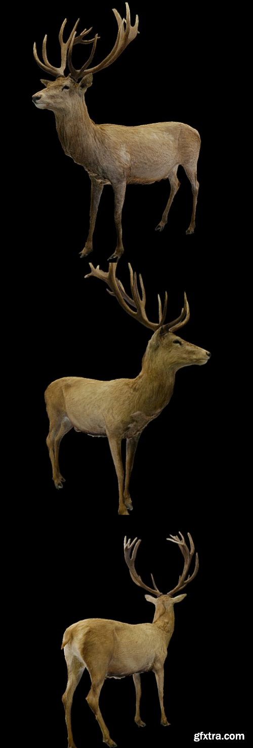 Deer 3D Model