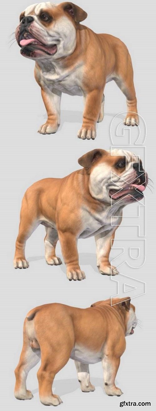 Bulldog 3D Model