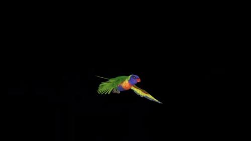 Videohive - Rainbow Lorikeet - Asian Parrot - Flying Bird - Transparent Transition III - 38866361 - 38866361