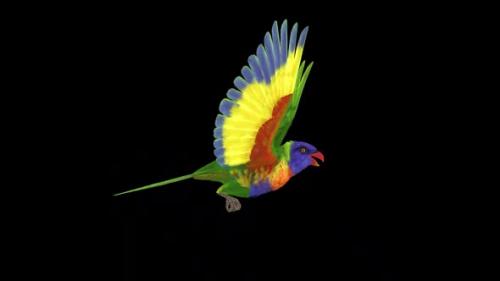 Videohive - Rainbow Lorikeet - Asian Parrot - Flying Bird - Side View CU - Transparent Loop - 38866363 - 38866363