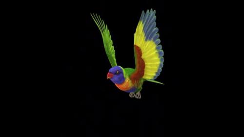 Videohive - Rainbow Lorikeet - Asian Parrot - Flying Bird - Side Angle CU - Transparent Loop - 38866365 - 38866365