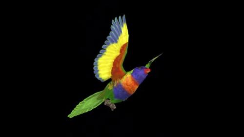 Videohive - Rainbow Lorikeet - Asian Parrot - Flying Bird - Down Angle CU - Transparent Loop - 38866369 - 38866369