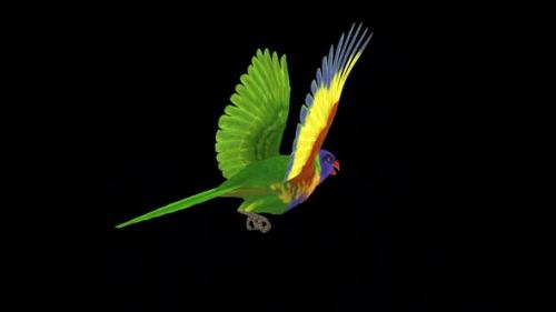 Videohive - Rainbow Lorikeet - Asian Parrot - Flying Bird - Back Angle CU - Transparent Loop - 38866370 - 38866370