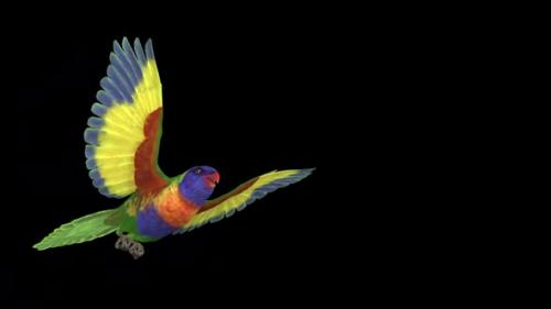 Videohive - Rainbow Lorikeet - Asian Parrot - Flying Bird - Transparent Transition IV - 38866371 - 38866371