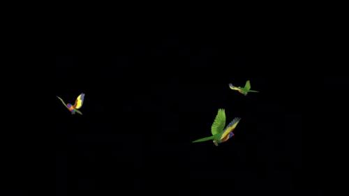 Videohive - Rainbow Lorikeet - Asian Parrot Bird - Three Flying Around - Transparent Loop - 38866373 - 38866373