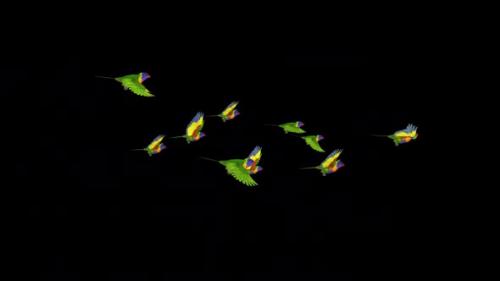 Videohive - Rainbow Lorikeets - Asian Parrots - Flying Flock of 10 Birds - Side View MS - Transparent Transition - 38866374 - 38866374