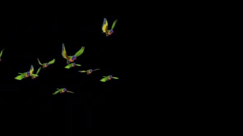 Videohive - Rainbow Lorikeets - Asian Parrots - Flying Flock of 10 Birds - Side Angle - Transparent Transition - 38866375 - 38866375