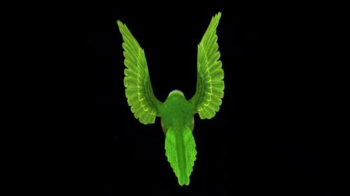 Videohive - Rainbow Lorikeet - Asian Parrot - Flying Bird - Back View CU - Transparent Loop - 38866378 - 38866378