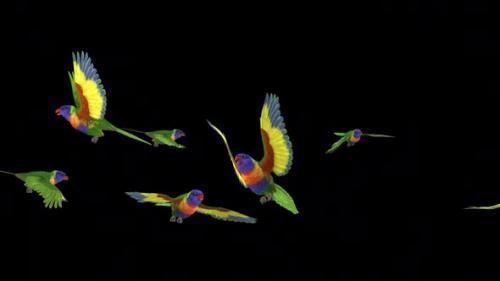 Videohive - Rainbow Lorikeets - Asian Parrots - Flying Flock of 7 Birds - Transparent Transition - 38866360 - 38866360