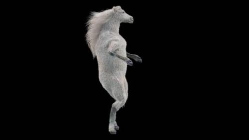 Videohive - 55 White Horse Dancing HD - 38860326 - 38860326