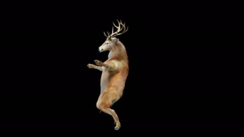 Videohive - 57 Deer Dancing 4K - 38873789 - 38873789