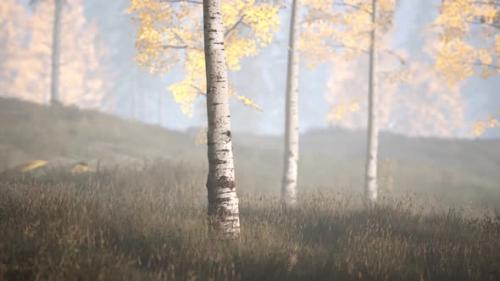 Videohive - Sunrise Fog in Birch Tree Forest - 38878681 - 38878681