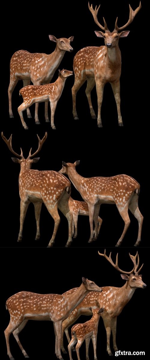 Deer Family 3D Model