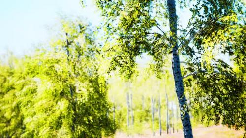 Videohive - Birch Forest Panorama in Summer - 38950797 - 38950797