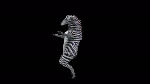 Videohive - 57 Zebra Dancing 4K - 38961491 - 38961491