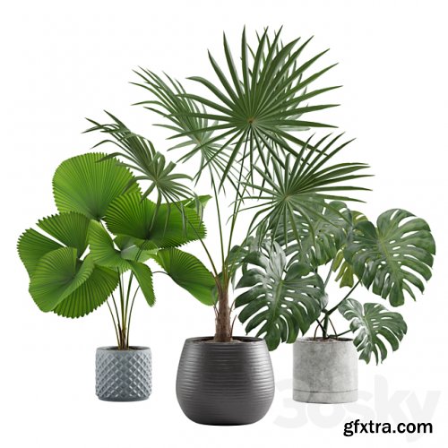 Indoor Plants Pack 09