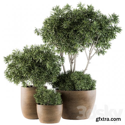 Outdoor Plants tree in Concrete Pot - Set 111