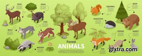 Forest animals isometric infographics