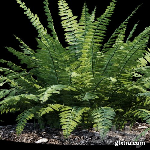  Fern bush