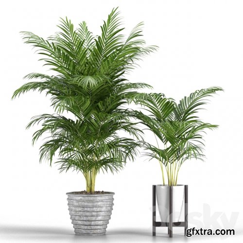  Set of plants No. 3 (Areca palm, fern)