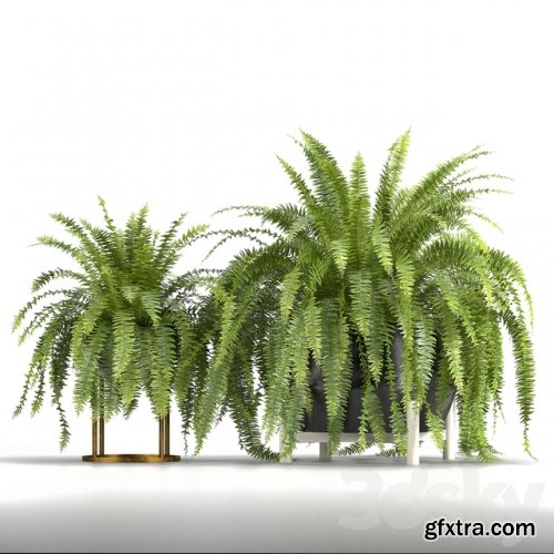  Set of plants No. 3 (Areca palm, fern)