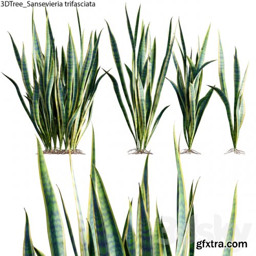 Sansevieria trifasciata 01