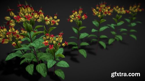 Cgtrader - Flower Clerodendron Thomsonae Low-poly 3D model
